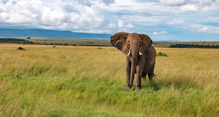 How to start planning 6 Day Midrange safari in Kenya safari parks 